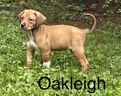 Oakley