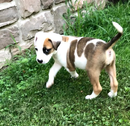 Bailey