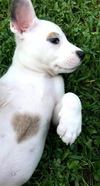Bailey