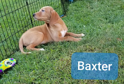 Baxter