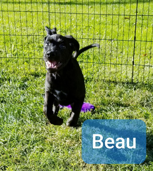 Beau