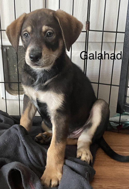 Galahad