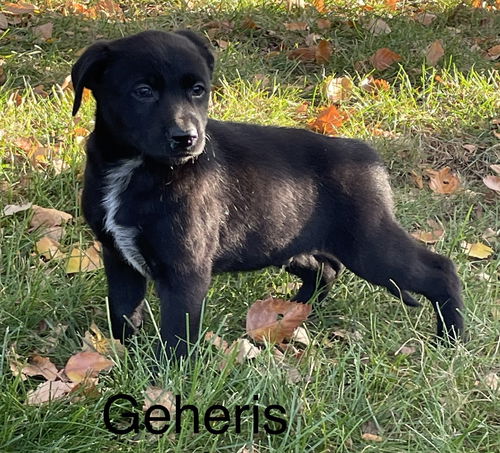 Gaheris