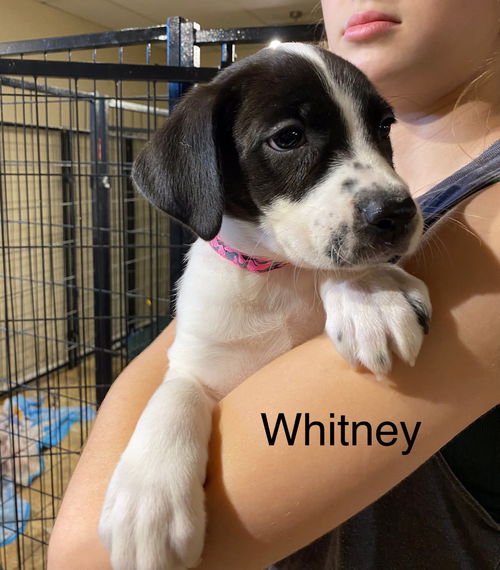 Whitney
