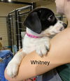 Whitney