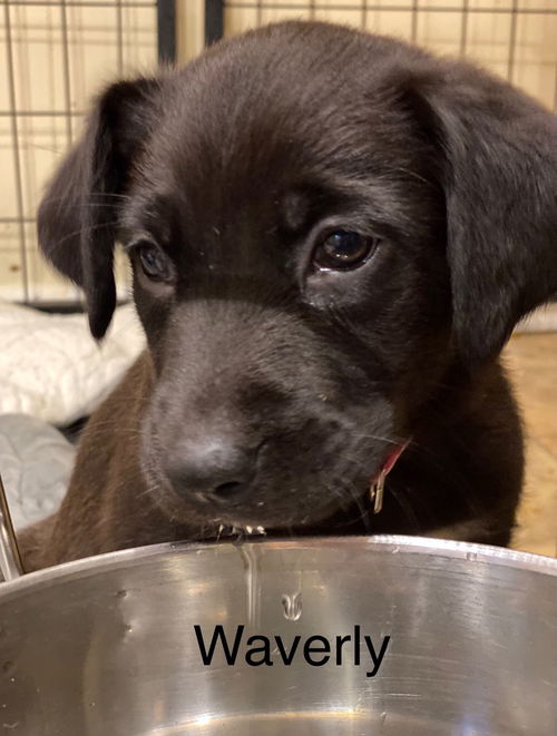 Waverly
