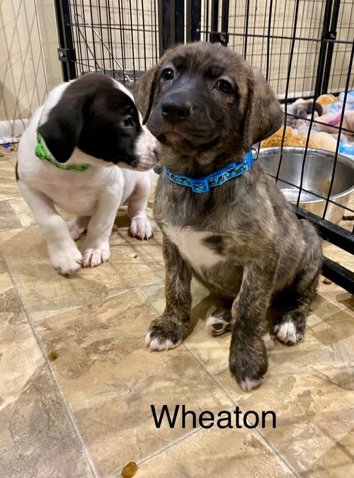 Wheaton