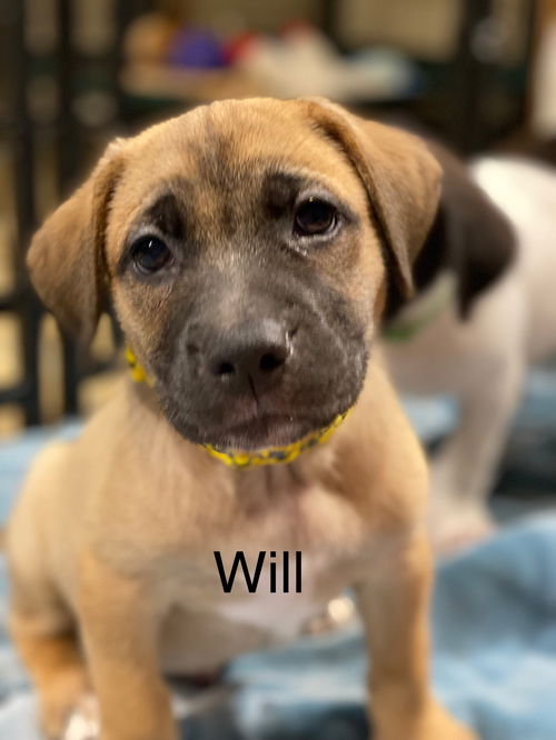 Will
