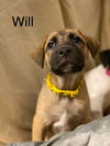 Will