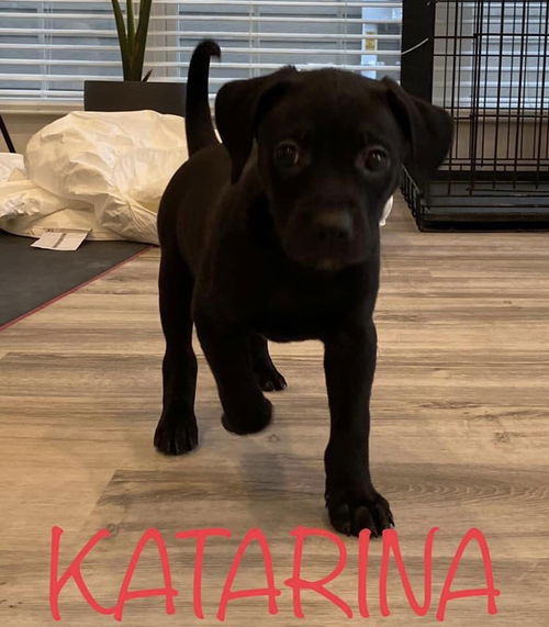 Katarina