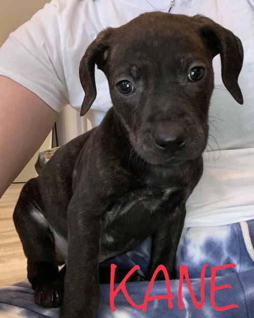 Kane