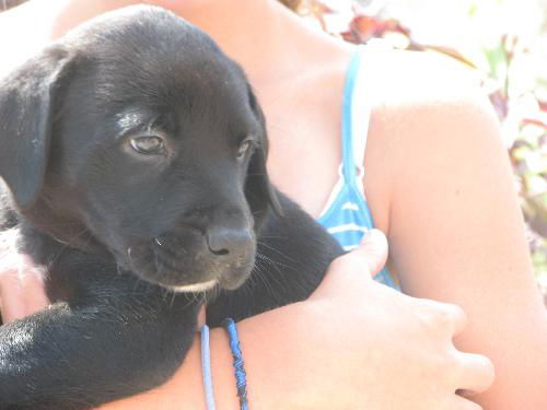 Maddox
