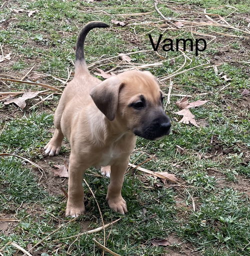 Vamp