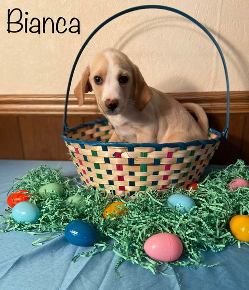 Bianca