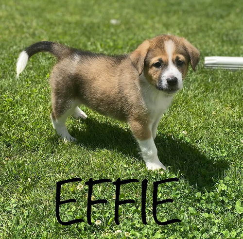 Effie