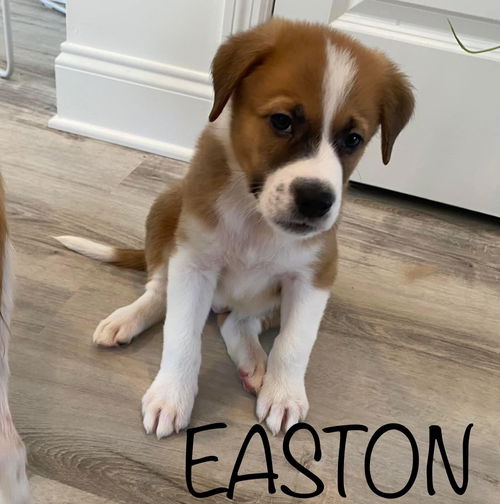 Easton