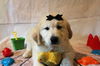 Bailey