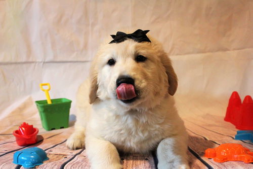 Bailey