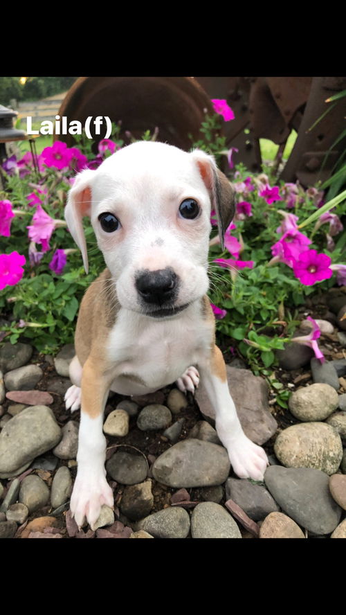 Laila
