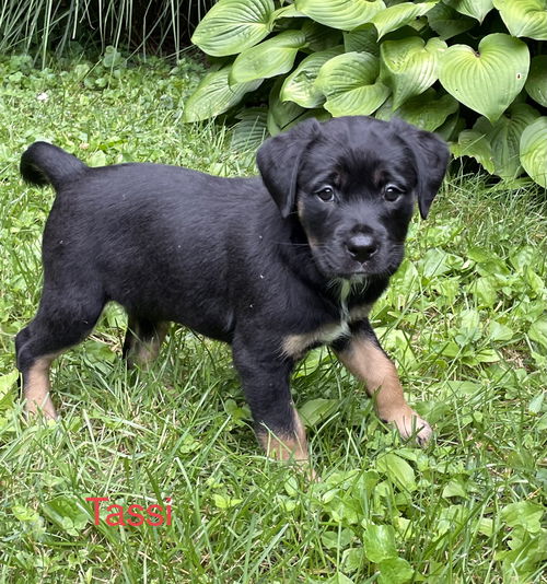Tassi