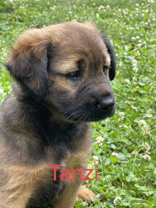 Tanzi