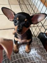 Wiggles
