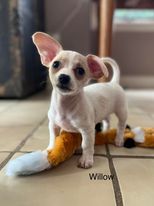 Willow