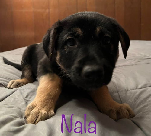 Nala