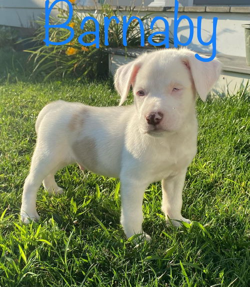 Barnaby