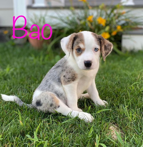 Bao