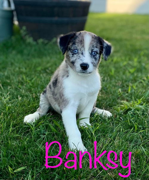 Bansky