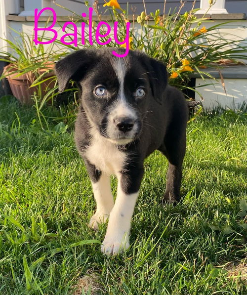 Bailey