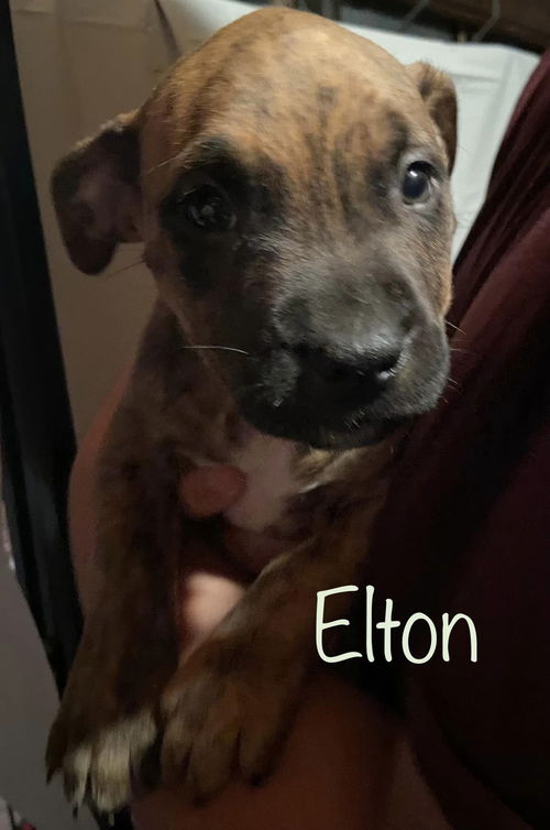 Eden’s Elton