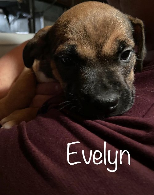 Eden’s Evelyn
