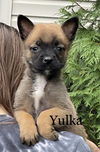 Yulka