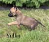 Yulka