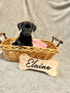 Elaine