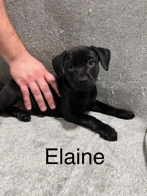 Elaine