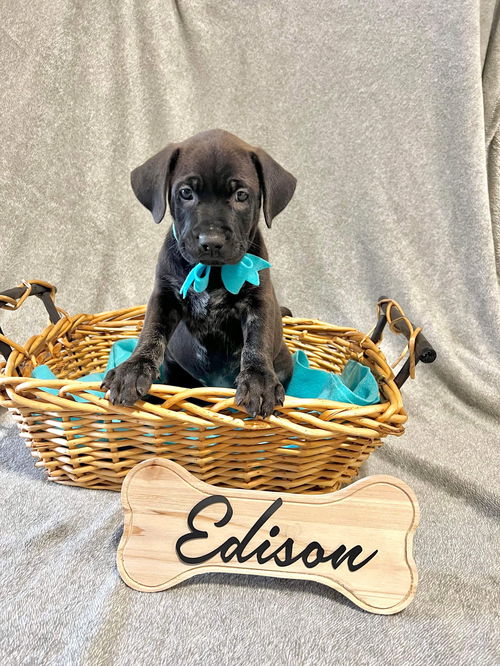 Edison