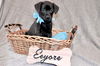 Eeyore