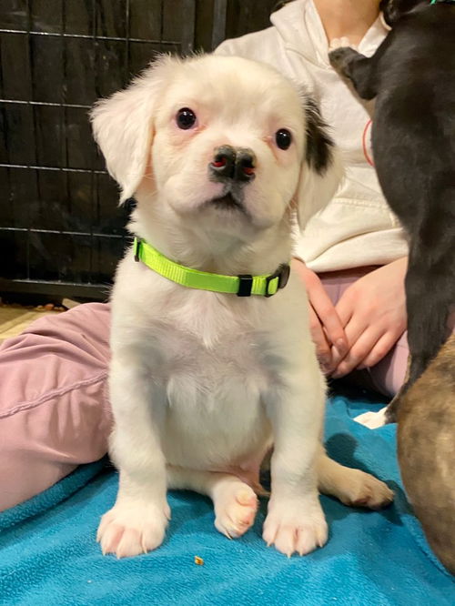 Falkor