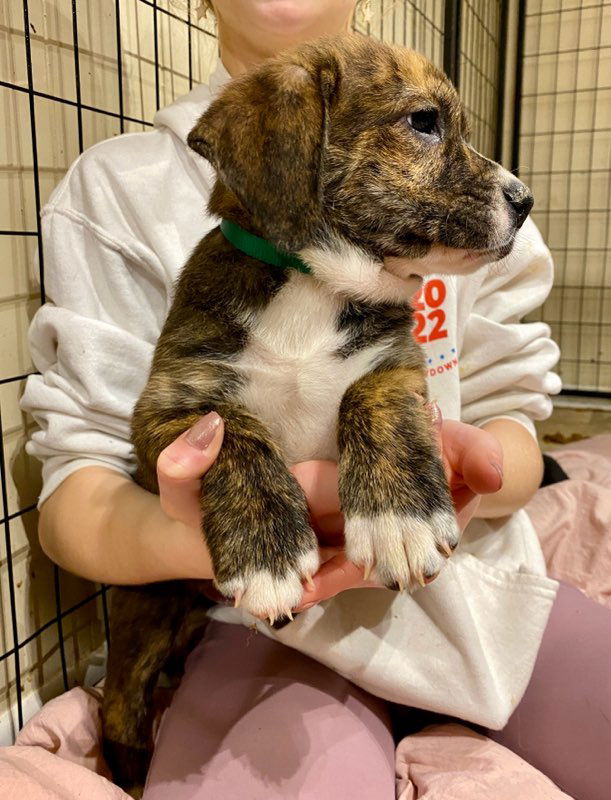 Basset hound mixed store with australian shepherd