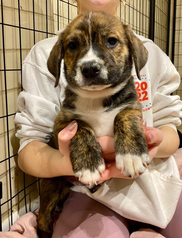 Basset hound australian sales shepherd mix