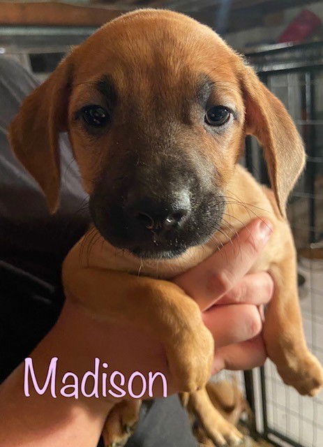 Madison