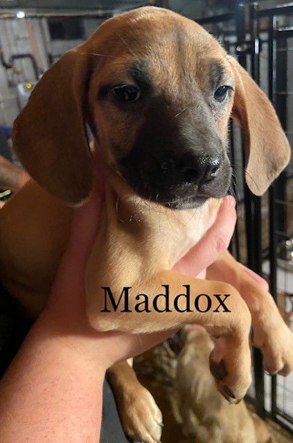 Maddox