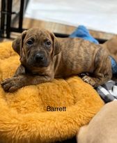Barrett