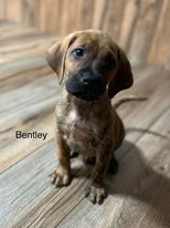 Bentley