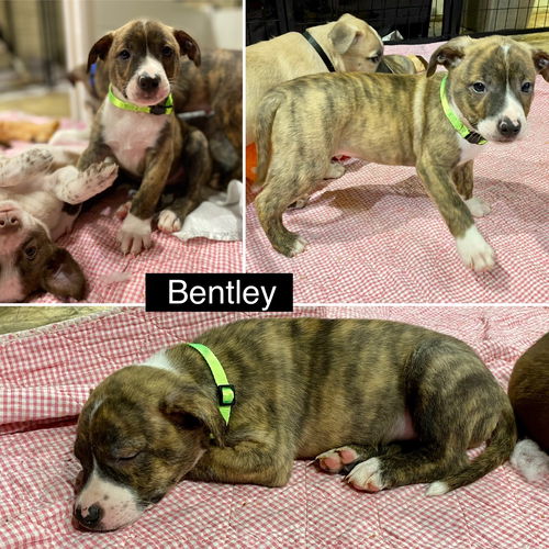 BENTLEY
