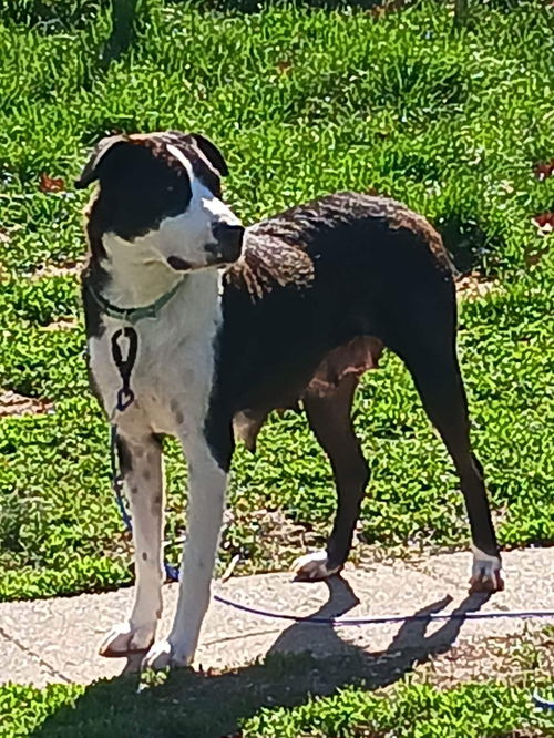 Sally the Border Collie