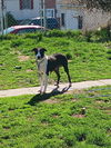 Sally the Border Collie